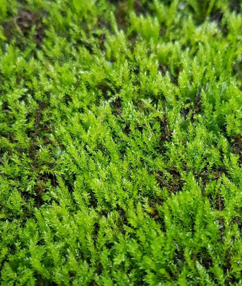 Streamside Hygroamblystegium Moss photo 8