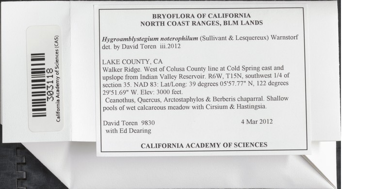 Hygroamblystegium Moss photo 2