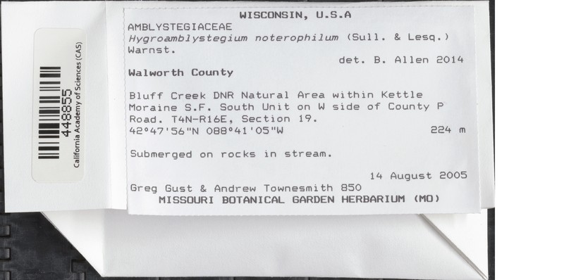 Hygroamblystegium Moss photo 3