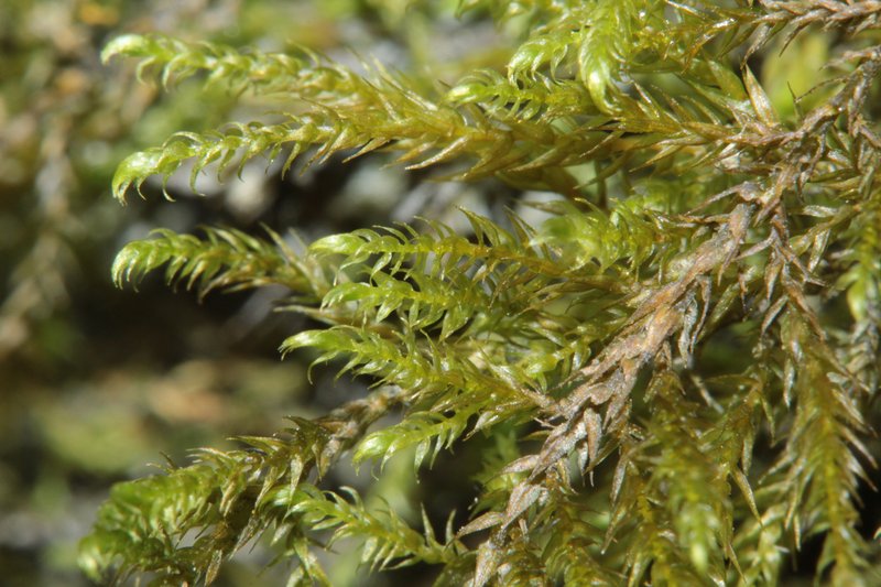 Hygroamblystegium Moss