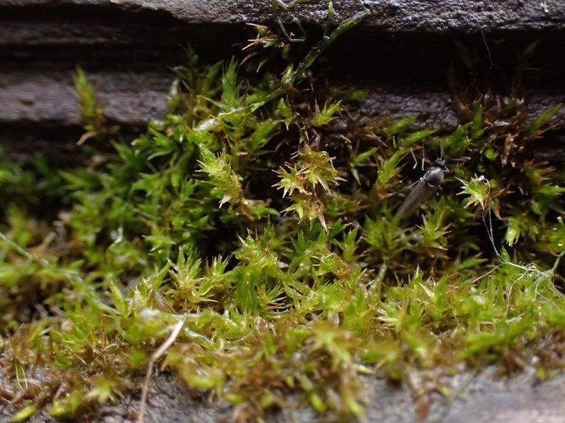 Hygroamblystegium Moss