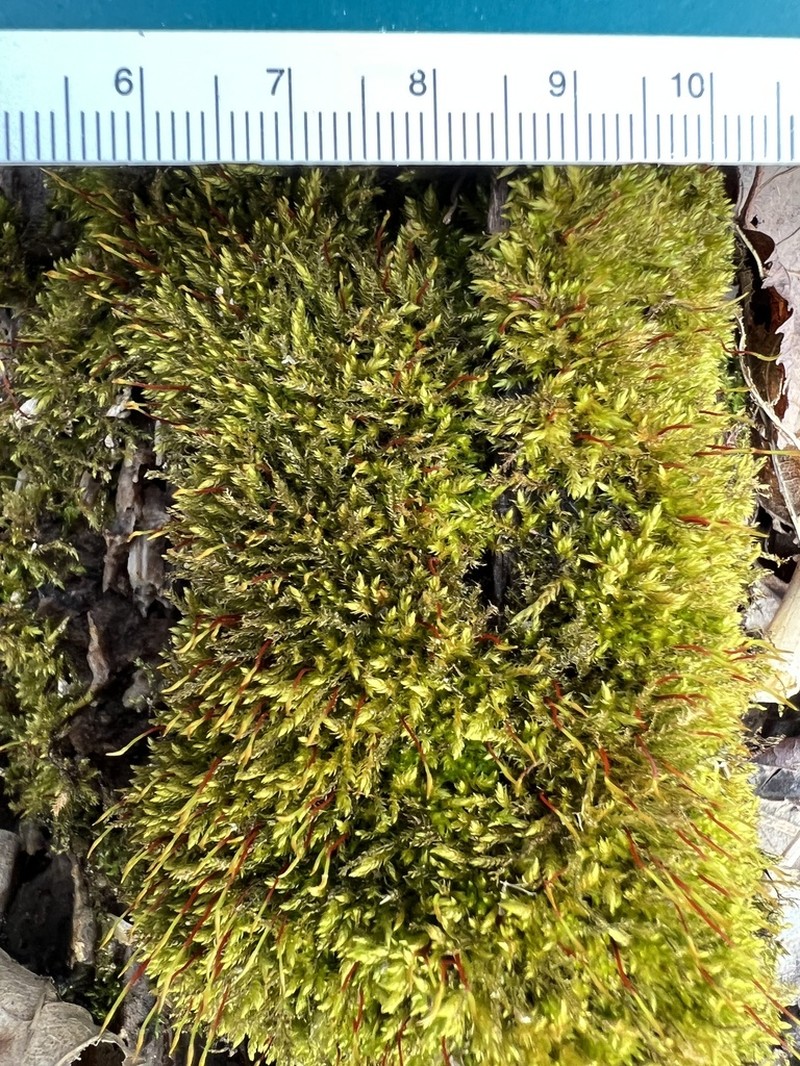 Hygroamblystegium Moss photo 2