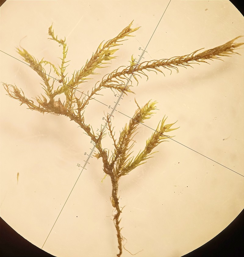 Hygroamblystegium Moss photo 3