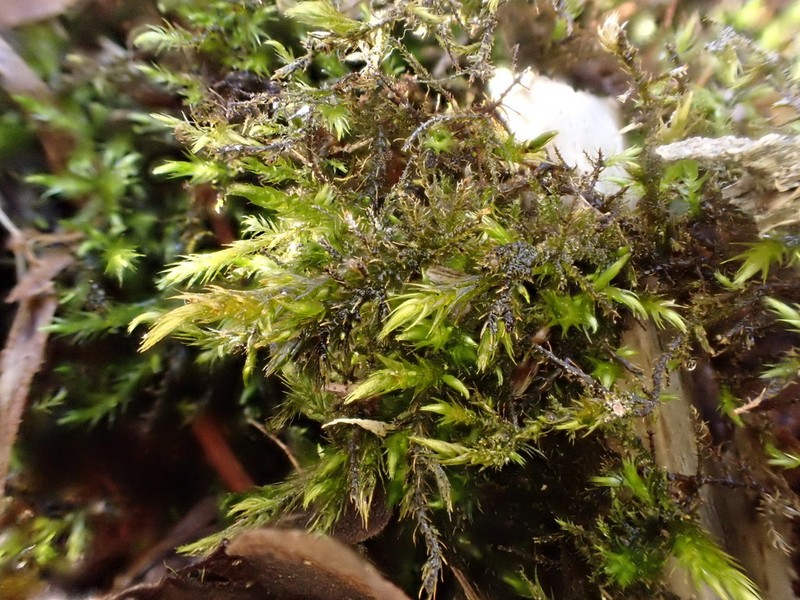 Hygroamblystegium Moss photo 4