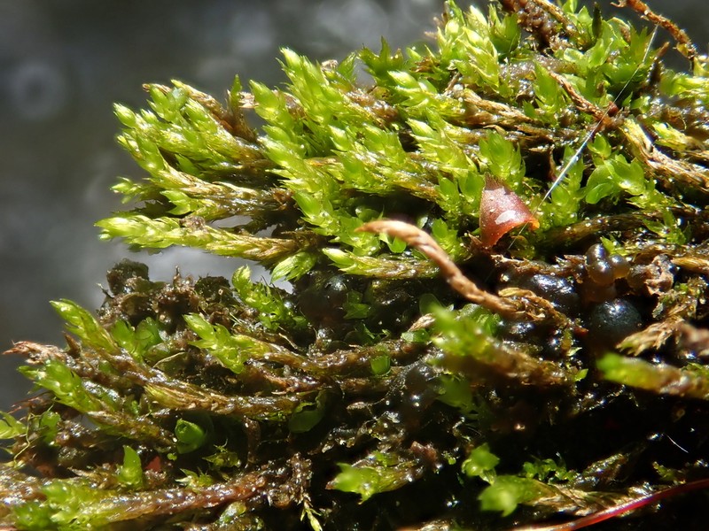 Hygroamblystegium Moss photo 5