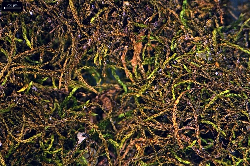 Hygroamblystegium Moss photo 6