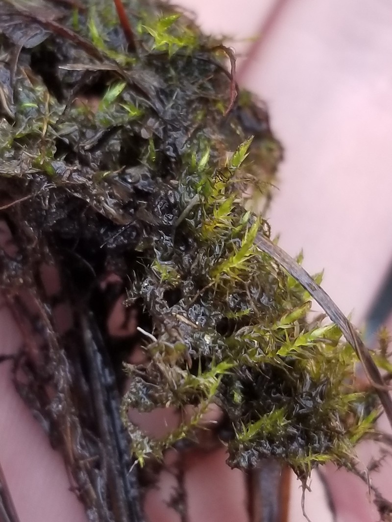 Hygroamblystegium Moss photo 7
