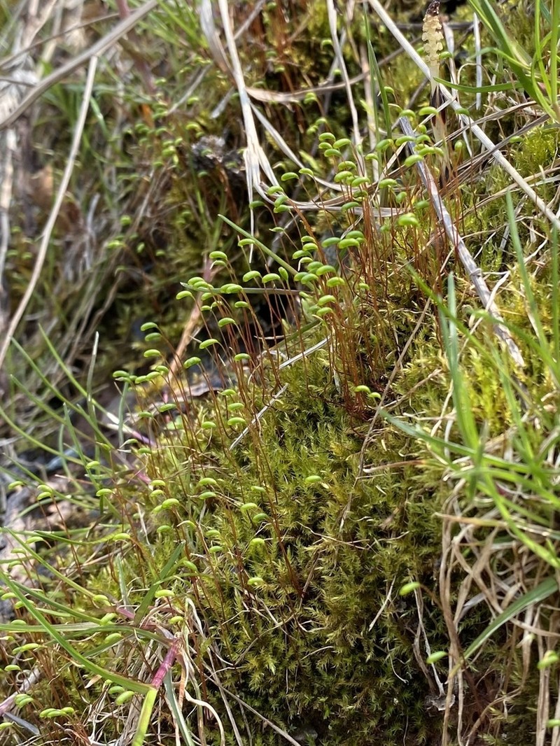 Hygroamblystegium Moss photo 8