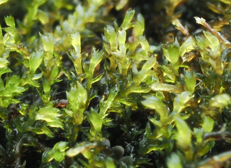 Hygrobiella laifolia photo 2