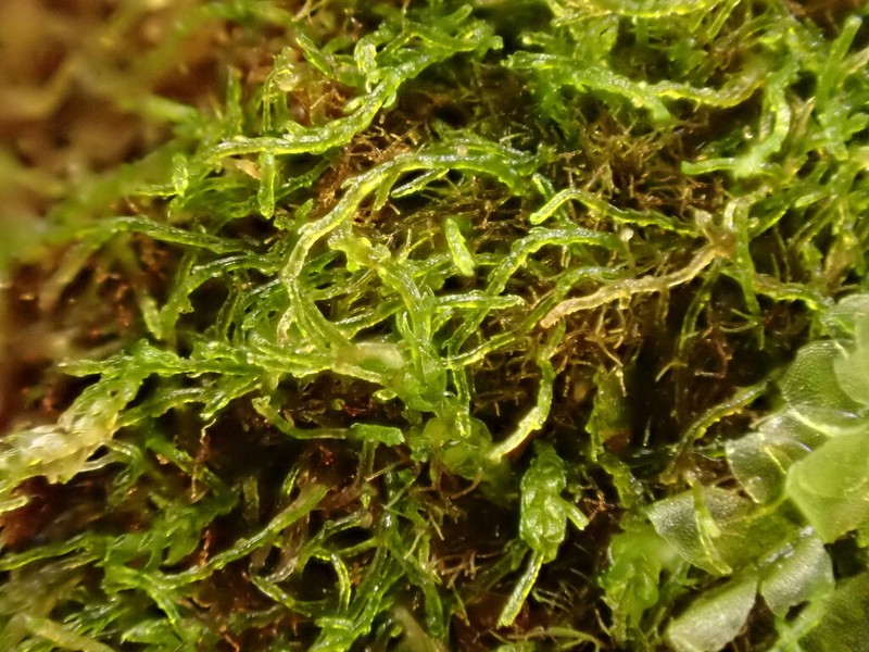 Hygrobiella laifolia photo 3