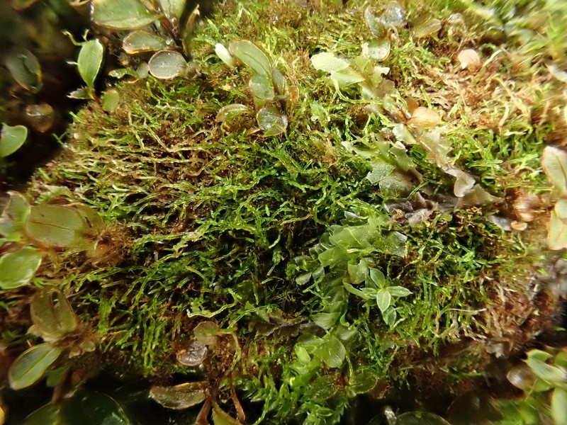 Hygrobiella laifolia photo 5
