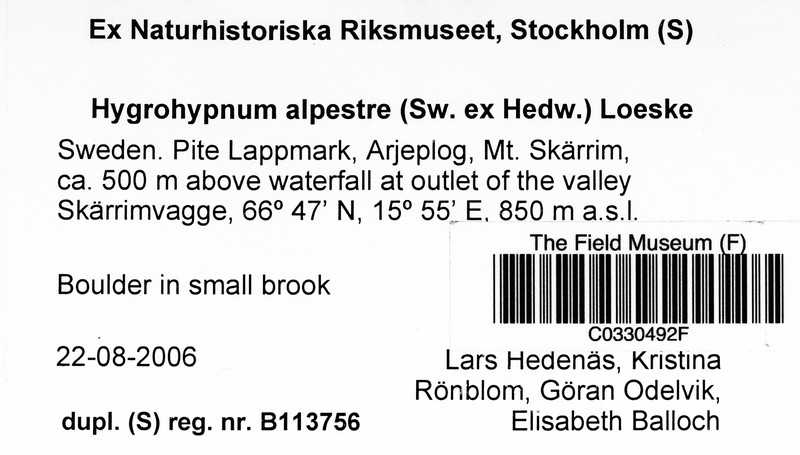 Hygrohypmum Moss