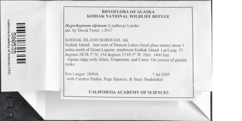 Alpine Hygrohypnum Moss photo 3
