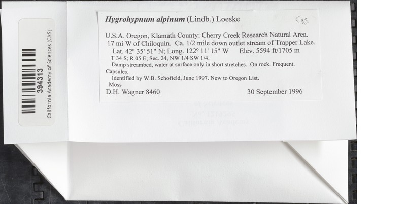 Alpine Hygrohypnum Moss photo 4