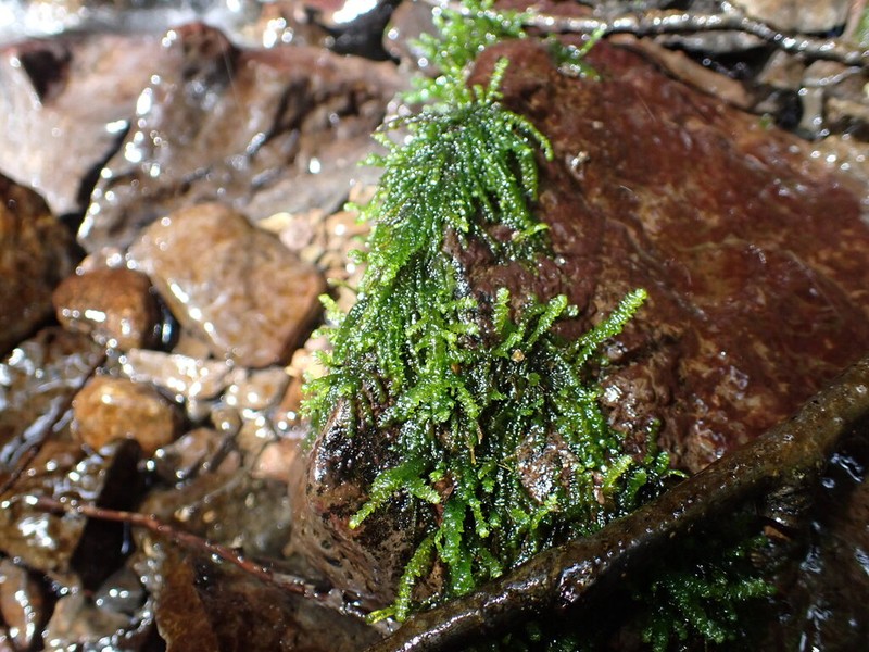 Best's Hygrohypnum Moss
