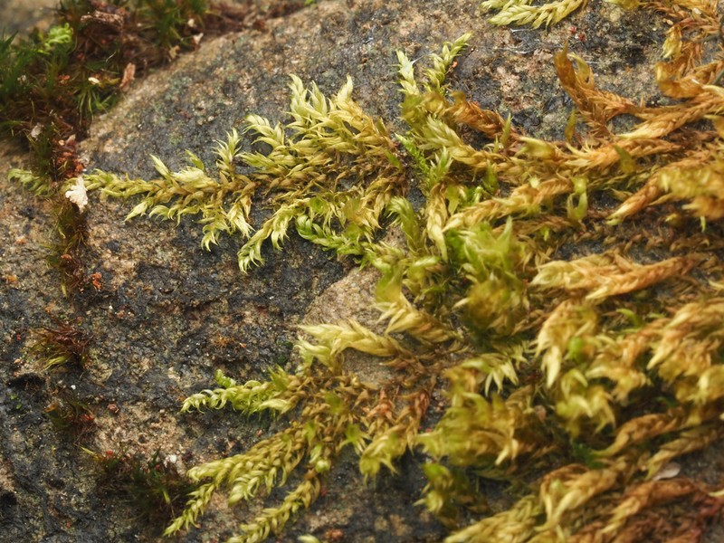 Best's Hygrohypnum Moss photo 2