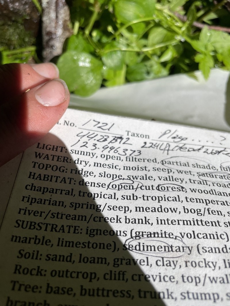 Best's Hygrohypnum Moss photo 3