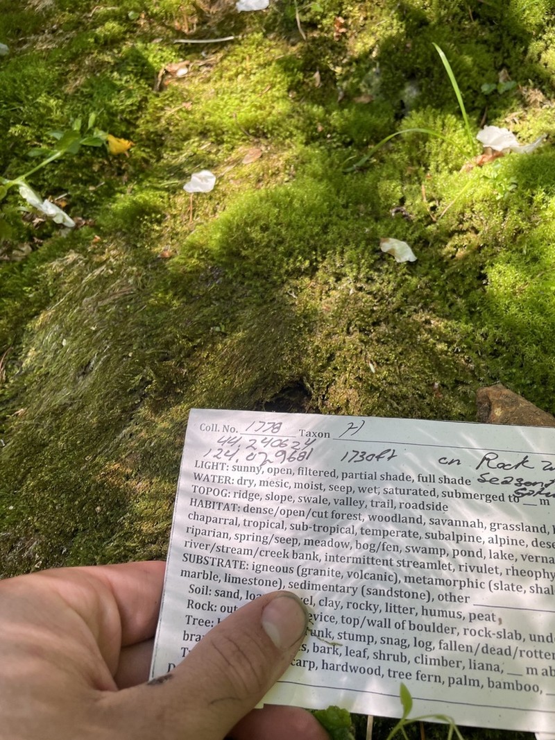 Best's Hygrohypnum Moss photo 4