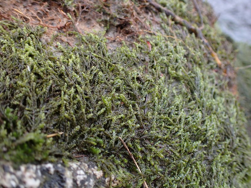 Best's Hygrohypnum Moss photo 5