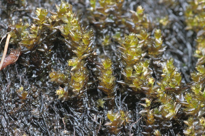 Hygrohypnum Moss