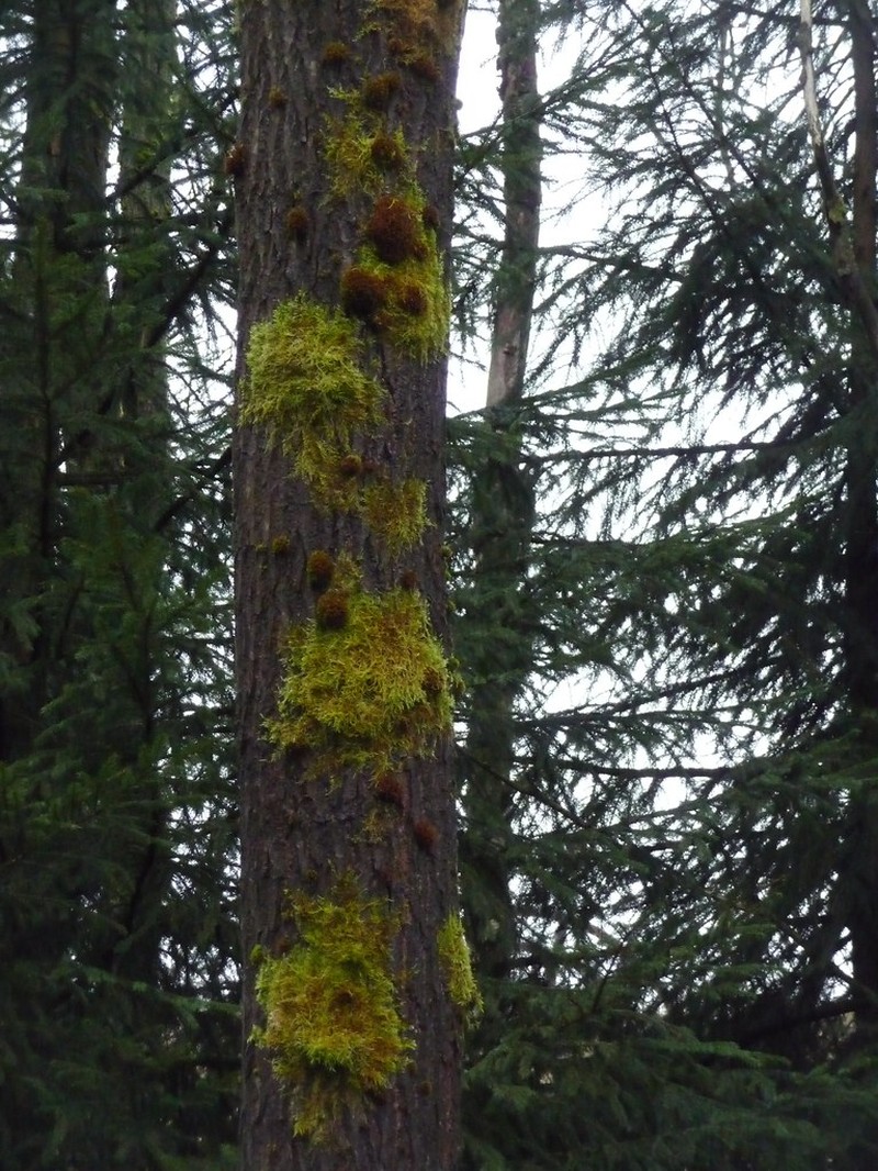 Hygrohypnum Moss