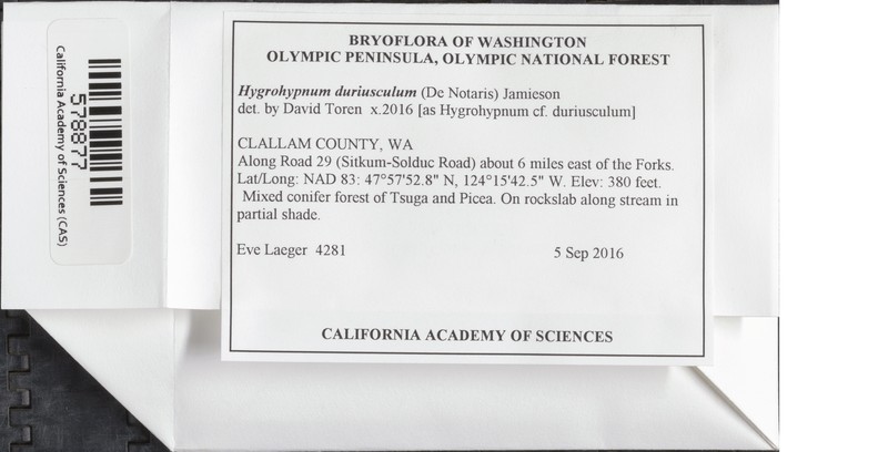 Hygrohypnum Moss photo 3