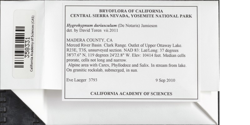 Hygrohypnum Moss photo 4