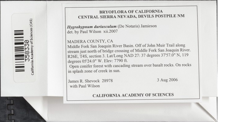 Hygrohypnum Moss photo 7