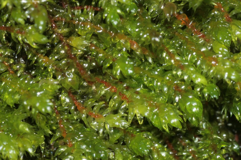 Hygrohypnum Moss