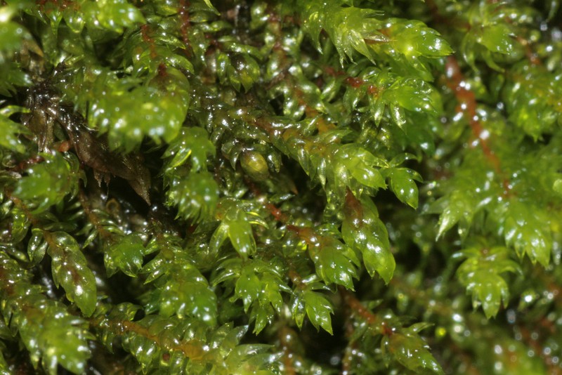 Hygrohypnum Moss photo 2