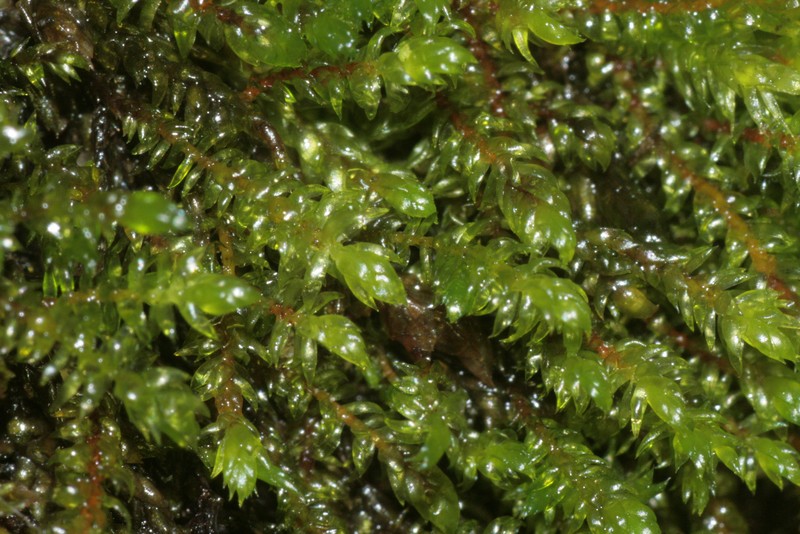 Hygrohypnum Moss photo 3