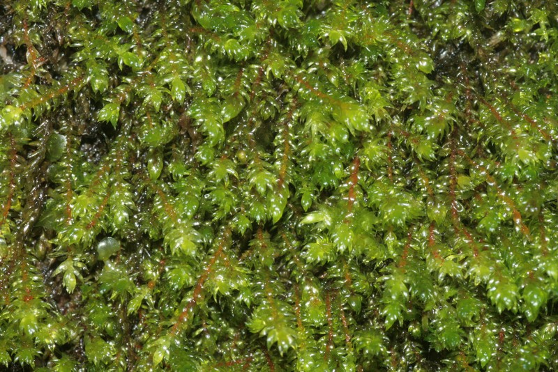 Hygrohypnum Moss photo 4