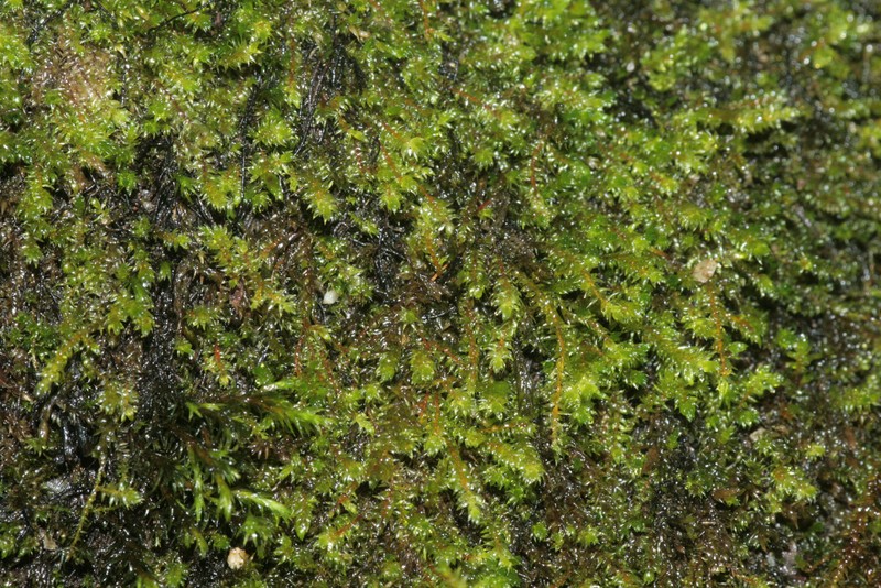 Hygrohypnum Moss photo 5