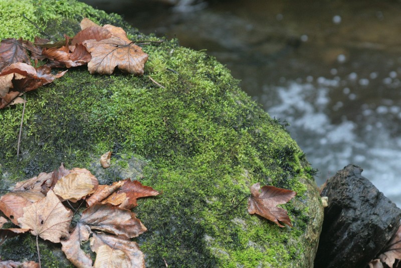 Hygrohypnum Moss photo 6
