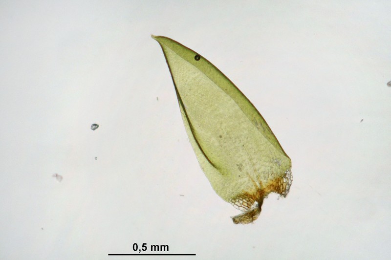 Hygrohypnum Moss photo 7