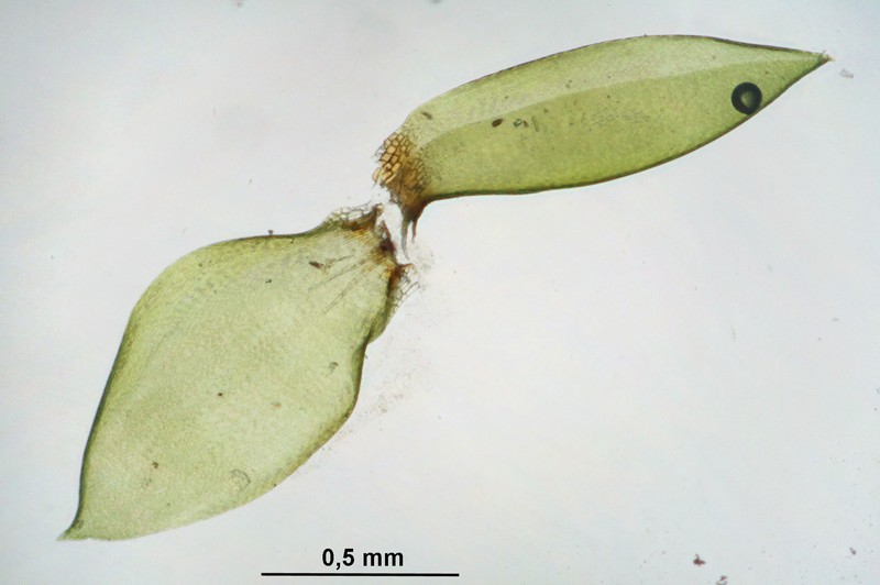 Hygrohypnum Moss photo 8