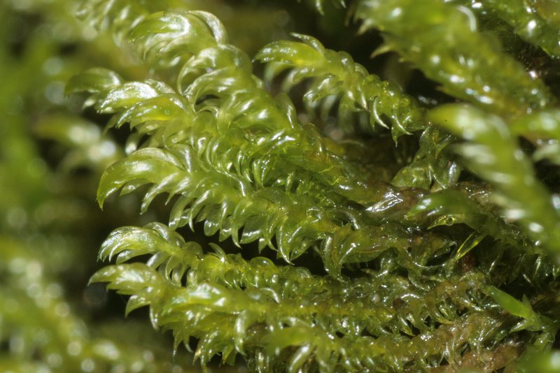 Hygrohypnum Moss