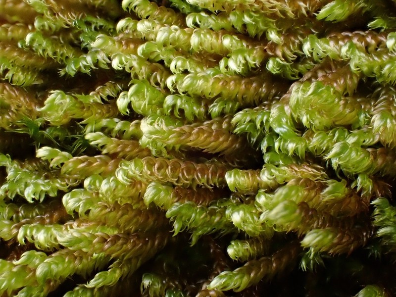 Hygrohypnum Moss
