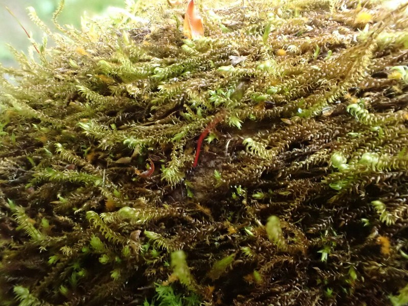 Hygrohypnum Moss photo 2