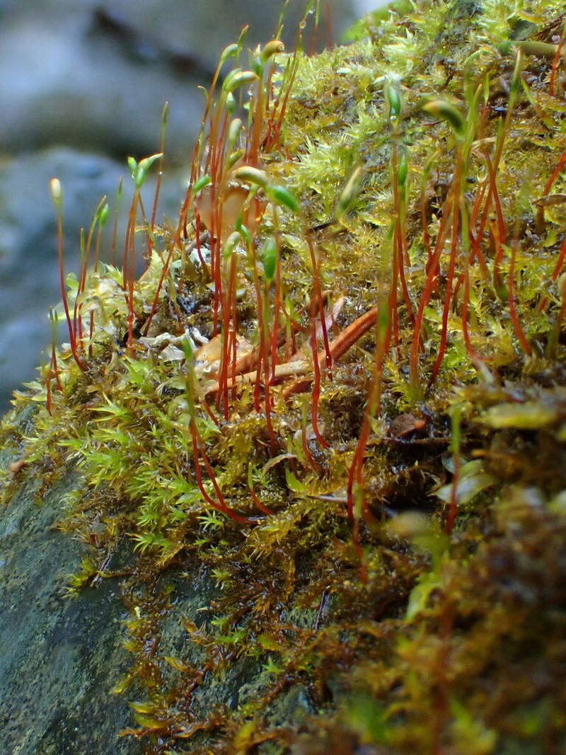 Hygrohypnum Moss photo 3