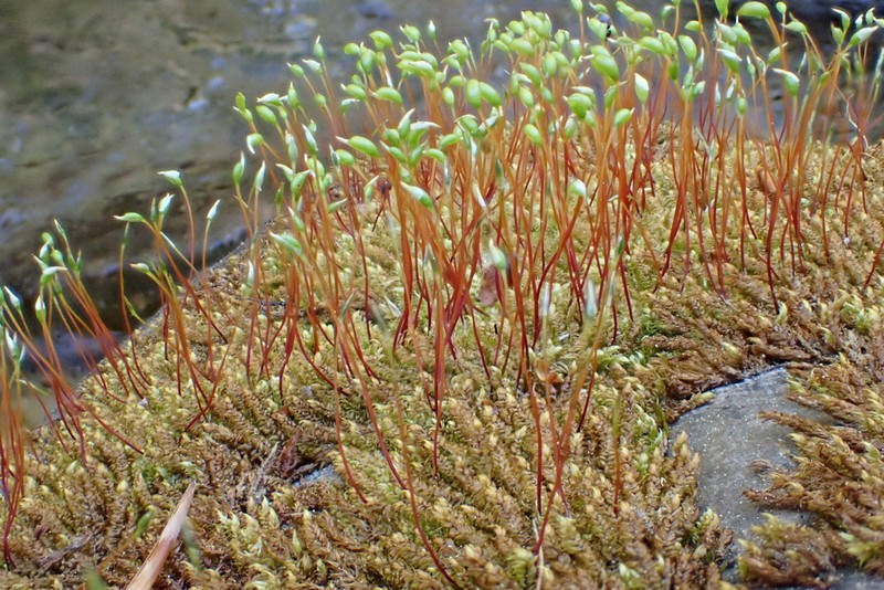 Hygrohypnum Moss photo 4