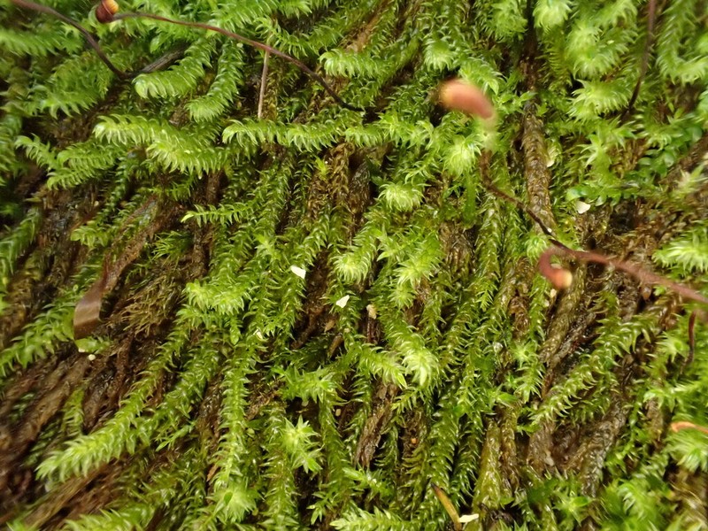 Hygrohypnum Moss photo 5