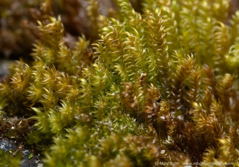 Hygrohypnum Moss photo 6
