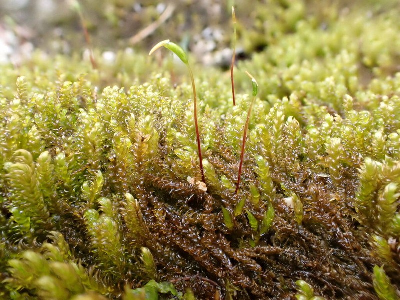 Hygrohypnum Moss photo 7