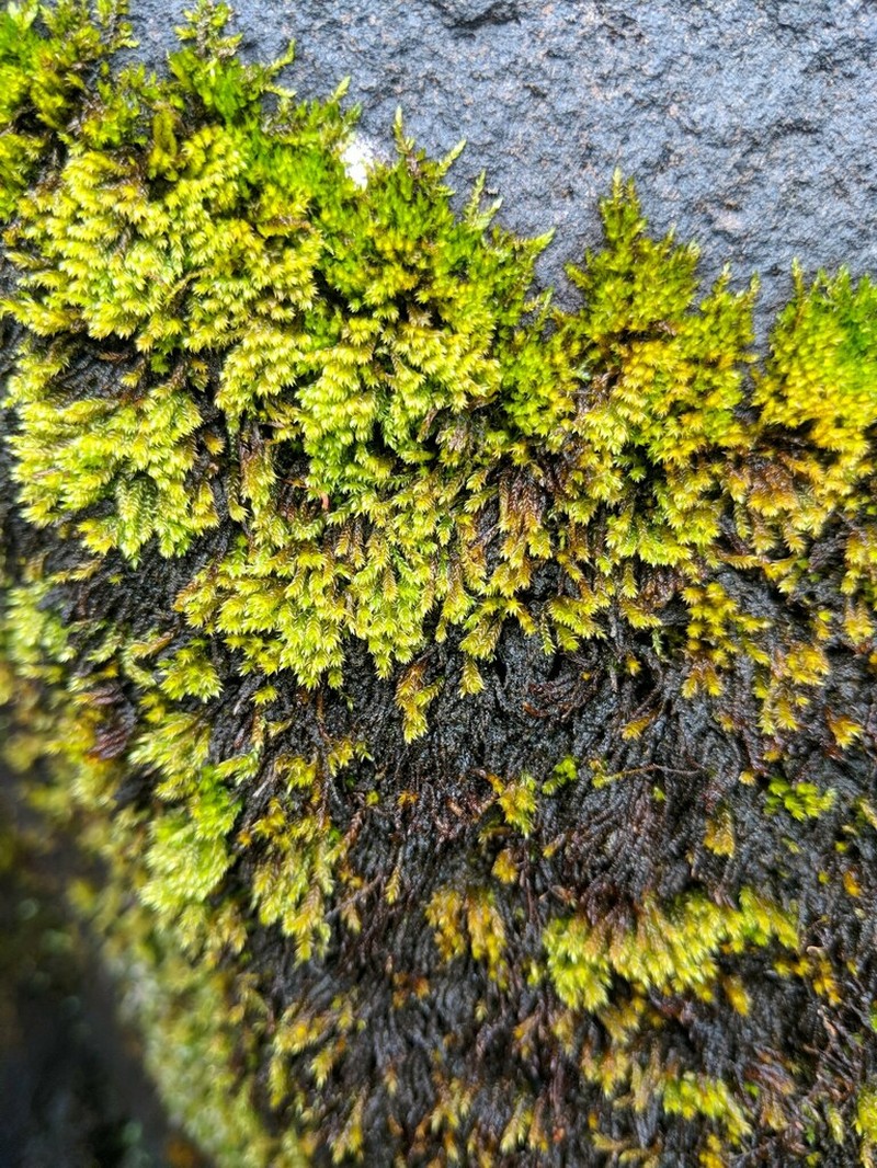 Hygrohypnum Moss photo 8