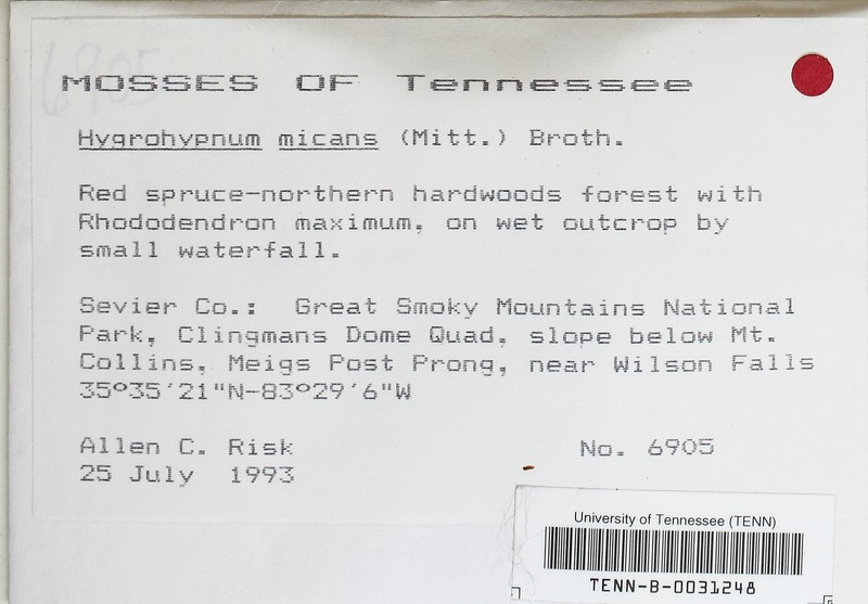 Hygrohypnum Moss photo 3