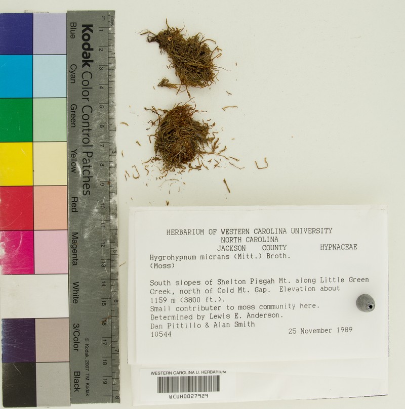 Hygrohypnum Moss photo 5