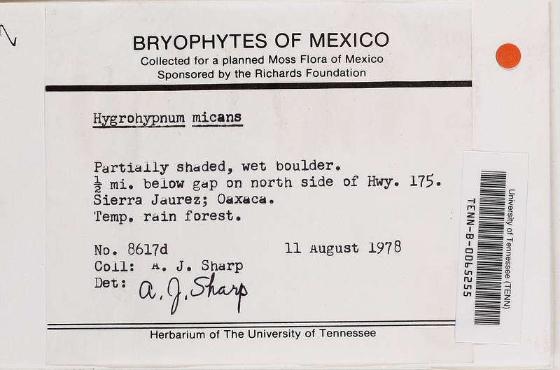 Hygrohypnum Moss photo 8