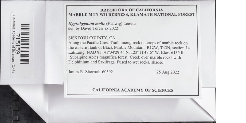 Hygrohypnum Moss photo 2