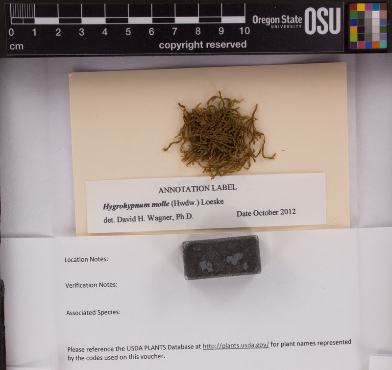 Hygrohypnum Moss photo 3